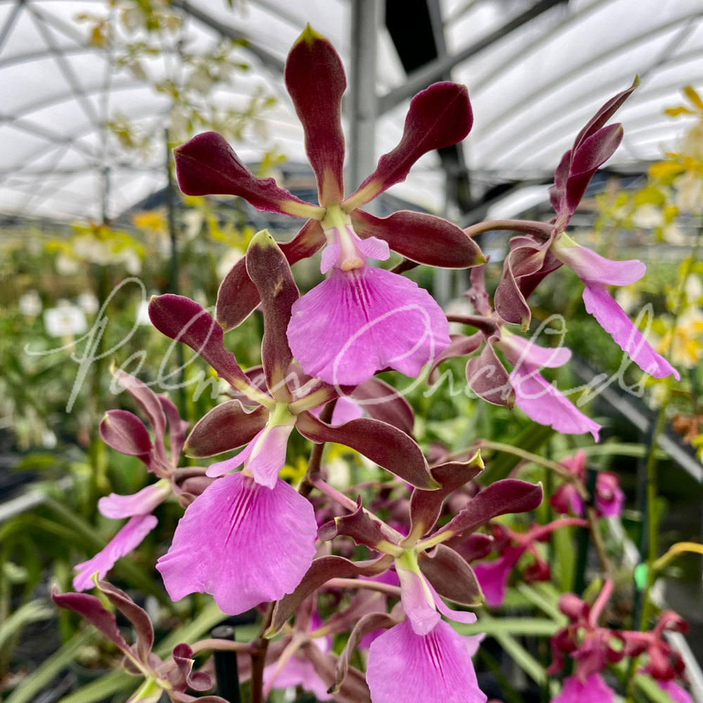 Encyclia Rioclarense — Palmer Orchids